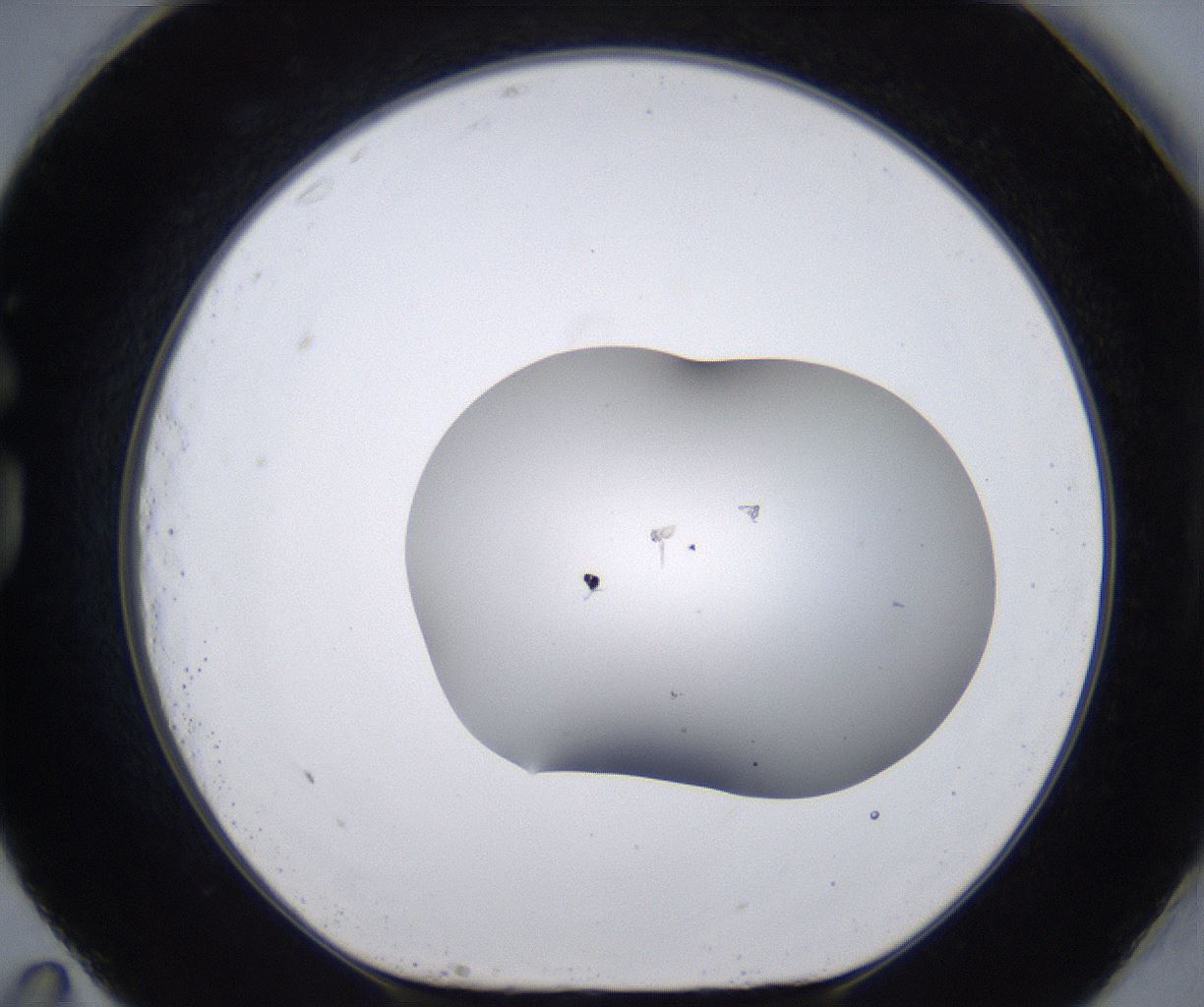 folderID268_plateID2268_batchID10353_wellNum83_profileID1_d1_r157734_ef.jpg