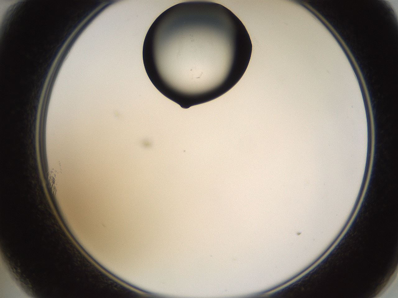 folderID269_plateID1269_batchID4165_wellNum11_profileID1_d2_r73165_ef.jpg