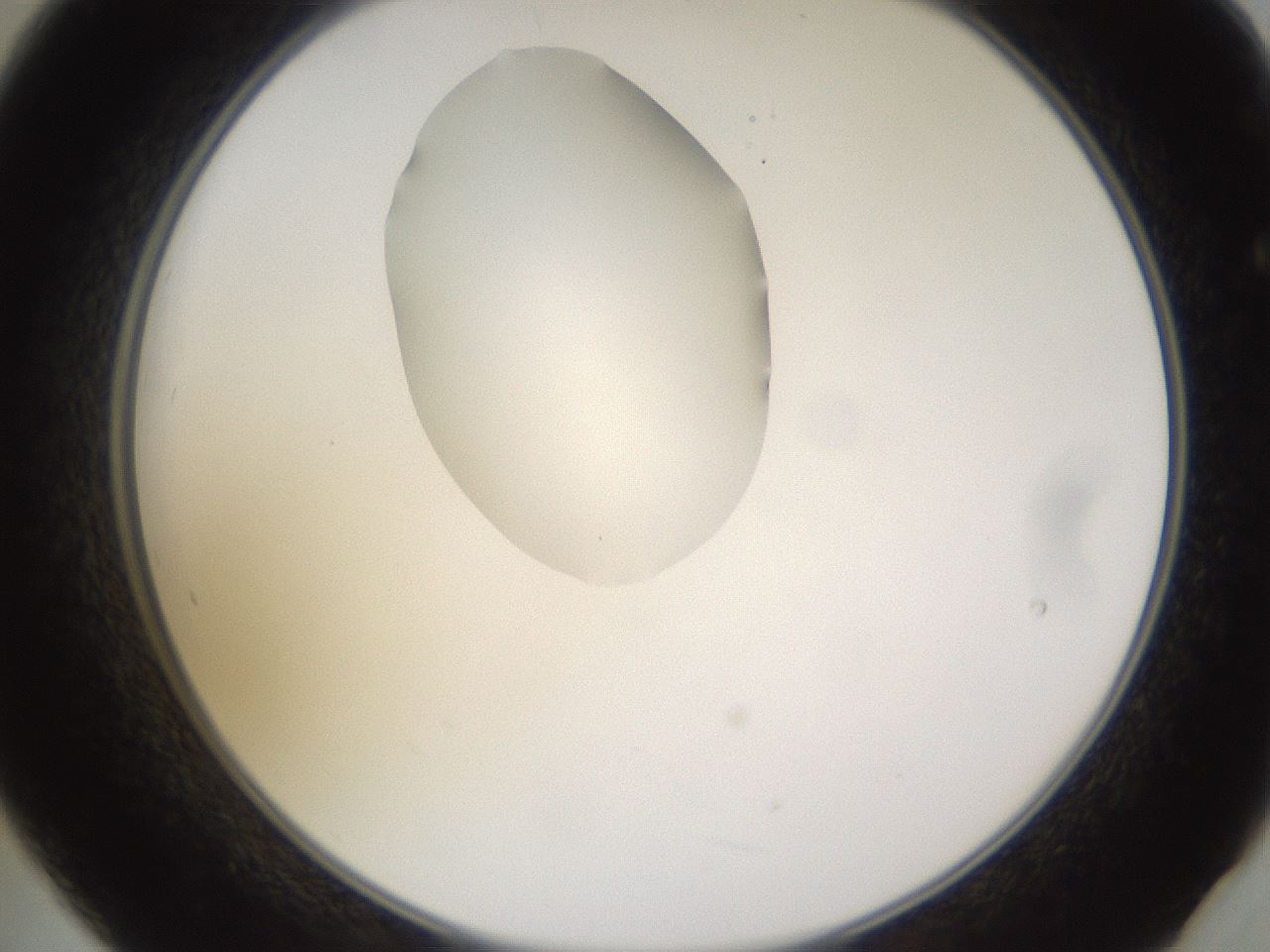 folderID269_plateID1269_batchID4165_wellNum21_profileID1_d2_r73185_ef.jpg