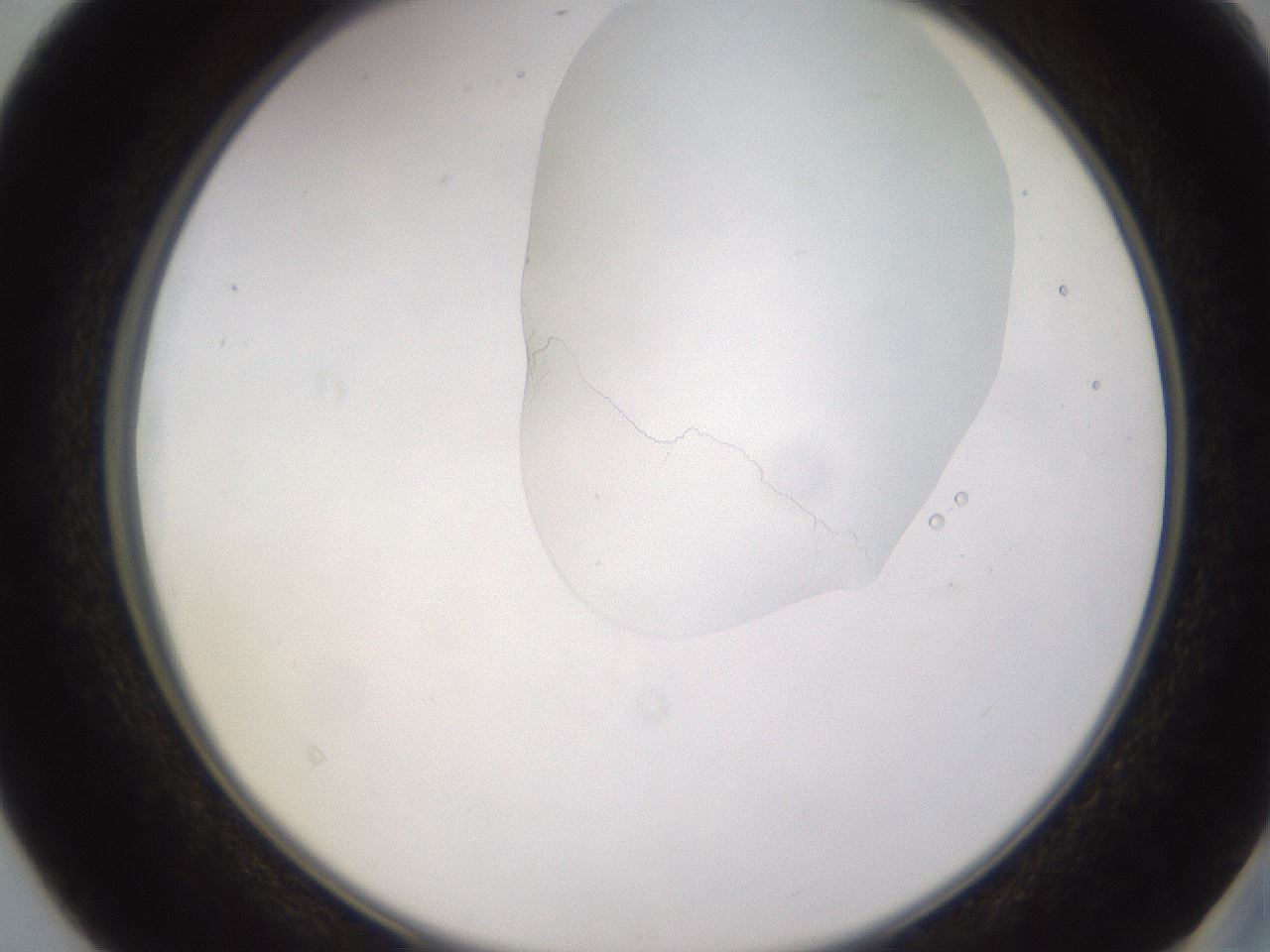 folderID269_plateID1269_batchID4165_wellNum40_profileID1_d2_r73223_ef.jpg