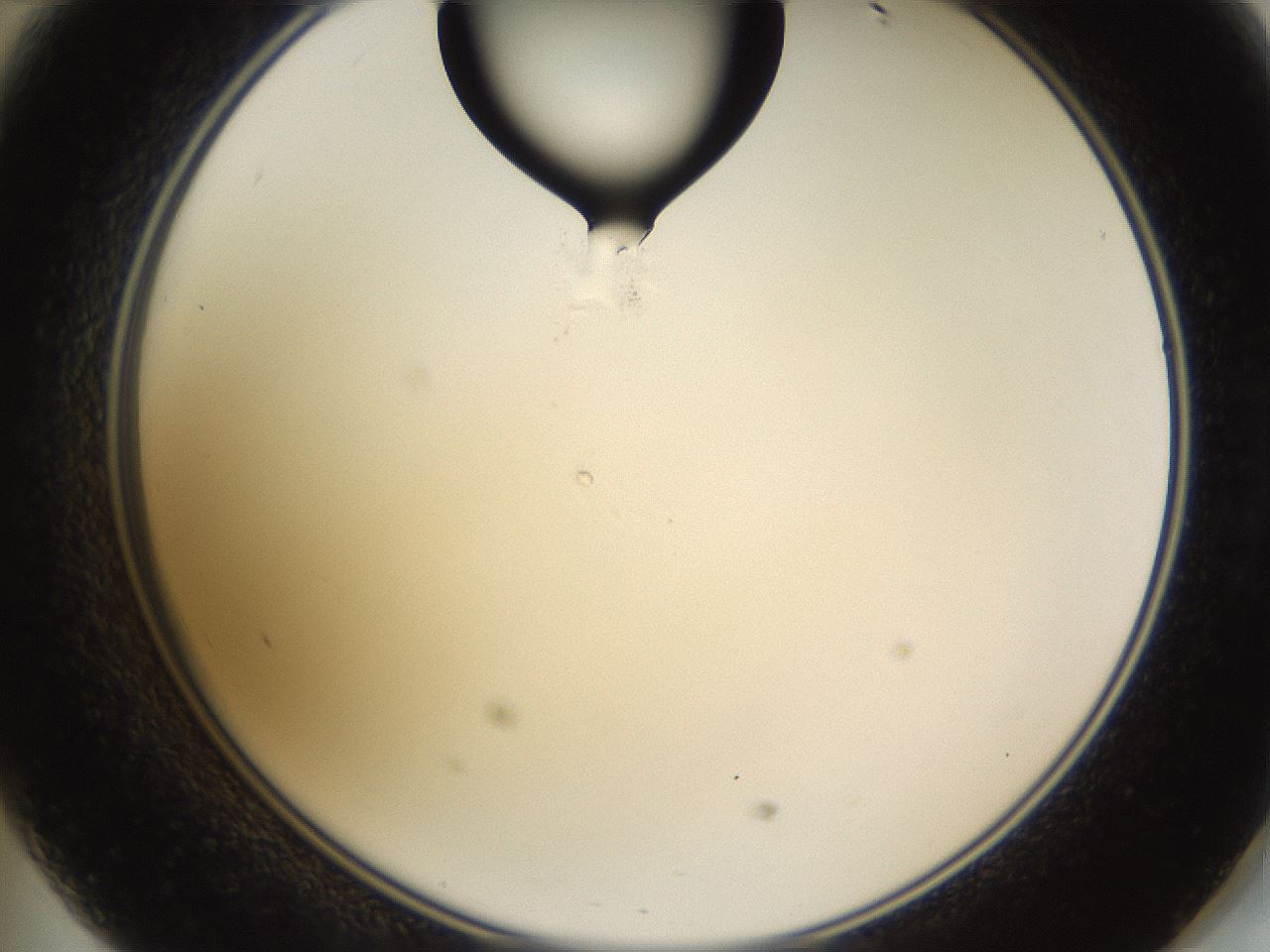 folderID269_plateID1269_batchID4165_wellNum47_profileID1_d2_r73237_ef.jpg