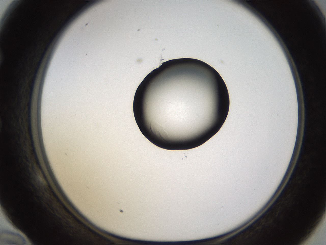 folderID269_plateID1269_batchID4165_wellNum58_profileID1_d1_r73258_ef.jpg