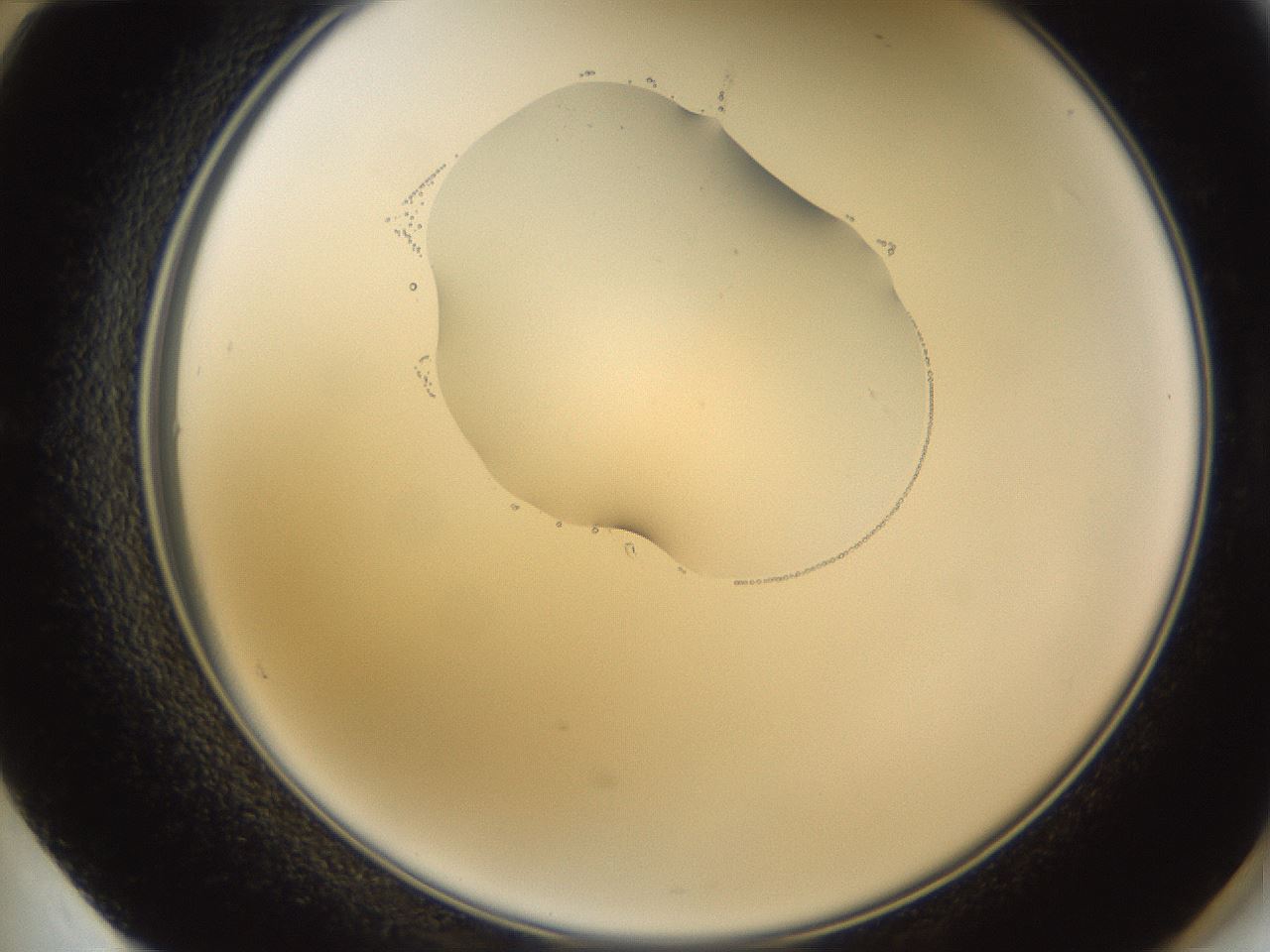 folderID269_plateID1269_batchID4165_wellNum60_profileID1_d2_r73263_ef.jpg