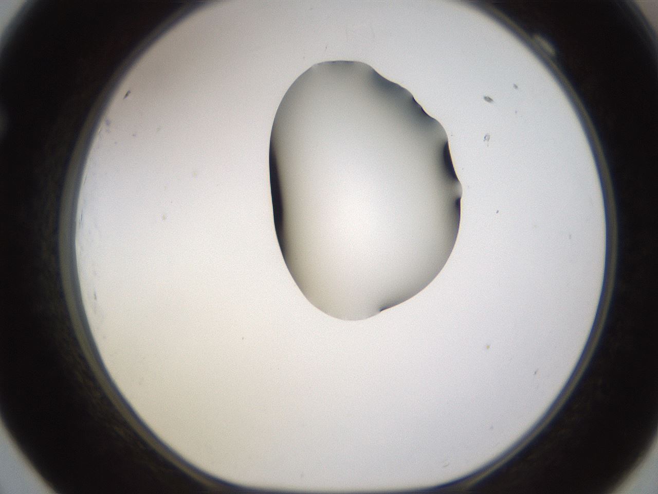folderID269_plateID1269_batchID4165_wellNum69_profileID1_d1_r73280_ef.jpg