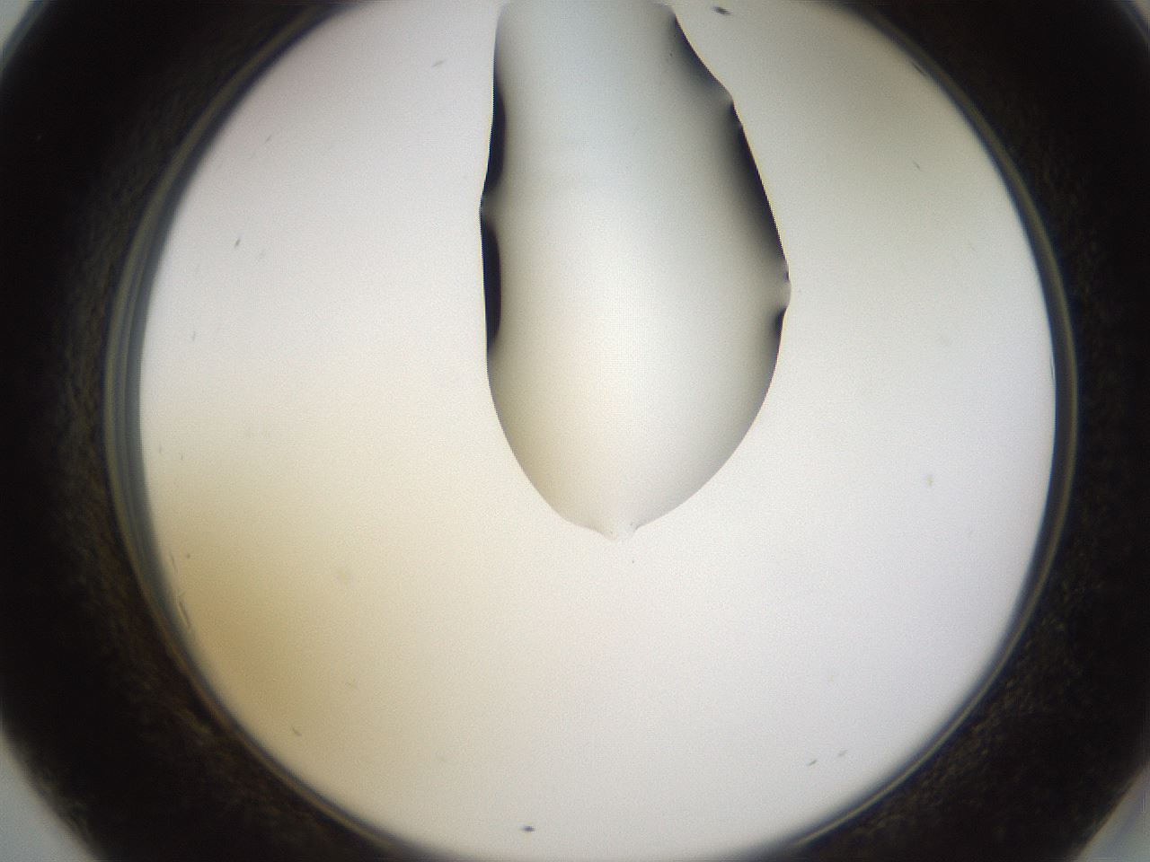 folderID269_plateID1269_batchID4165_wellNum69_profileID1_d2_r73281_ef.jpg