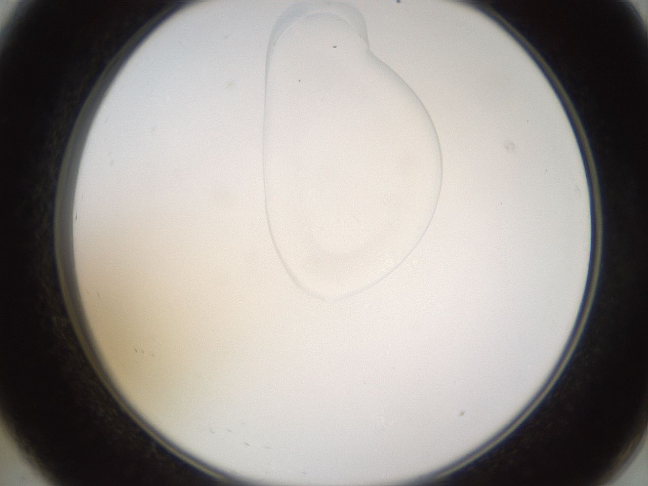 folderID269_plateID1269_batchID4165_wellNum8_profileID1_d2_r73159_ef.jpg