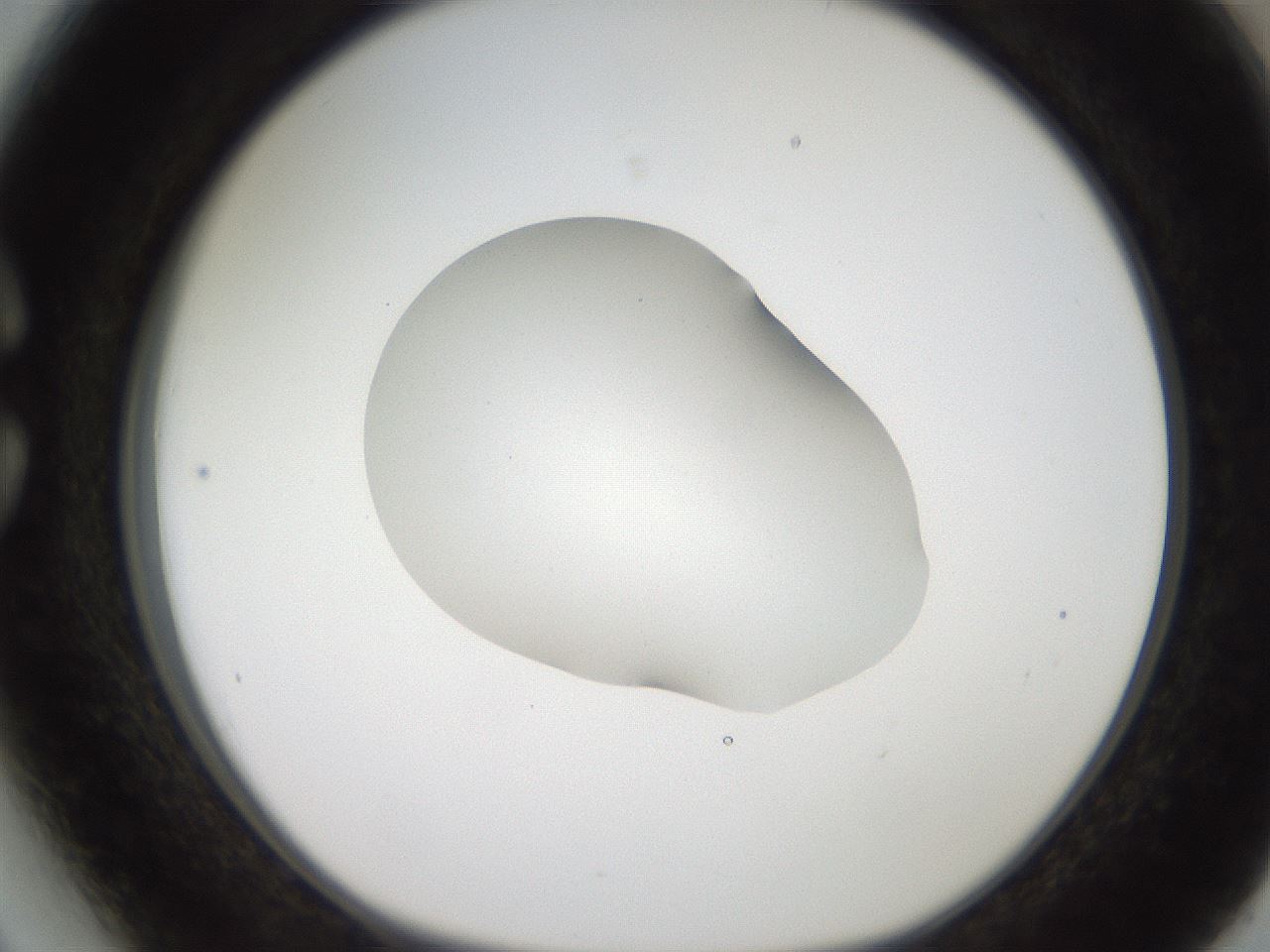 folderID269_plateID2269_batchID10706_wellNum27_profileID1_d1_r158370_ef.jpg