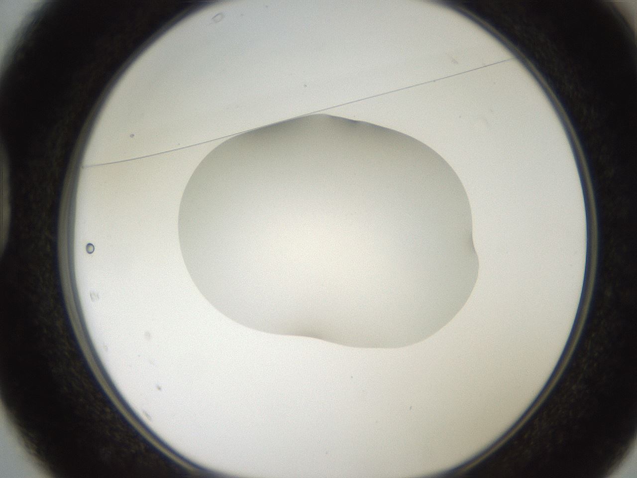 folderID269_plateID2269_batchID10706_wellNum37_profileID1_d1_r158380_ef.jpg