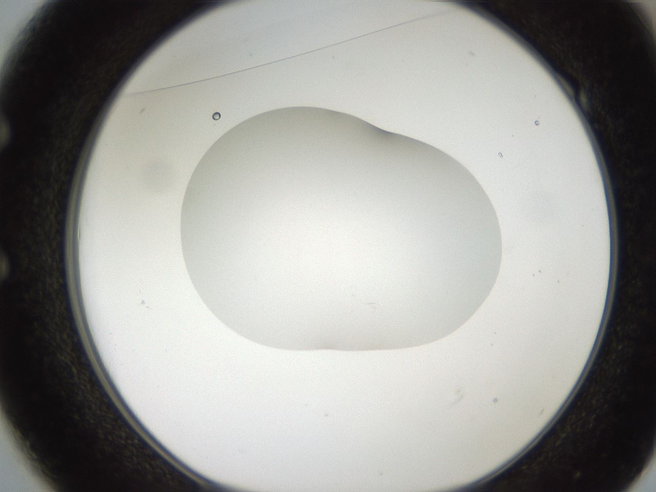 folderID269_plateID2269_batchID10706_wellNum49_profileID1_d1_r158392_ef.jpg