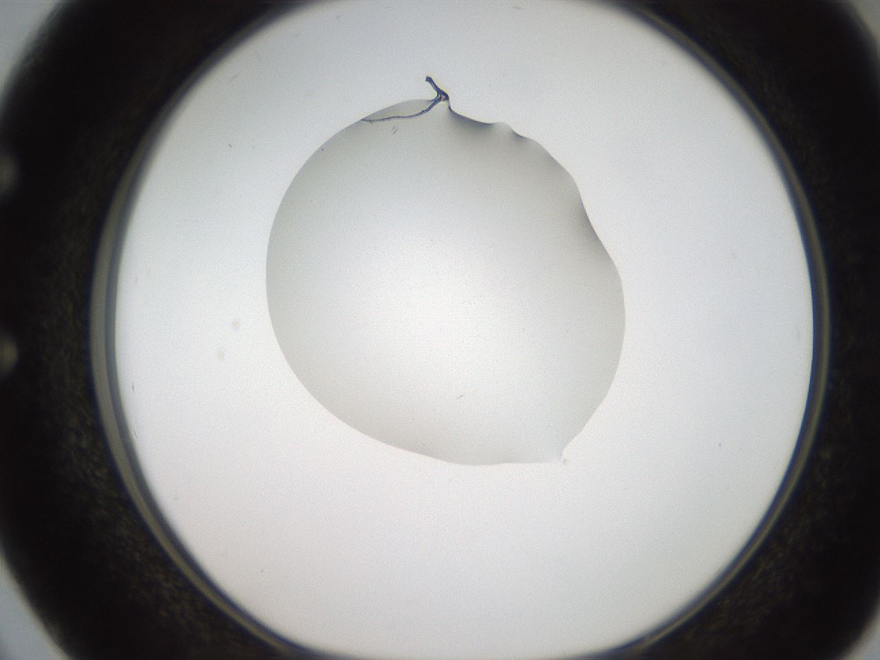 folderID269_plateID2269_batchID10706_wellNum50_profileID1_d1_r158393_ef.jpg