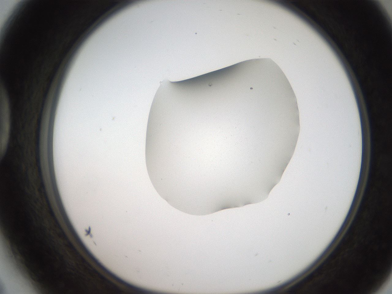 folderID269_plateID2269_batchID10706_wellNum41_profileID1_d1_r158384_ef.jpg
