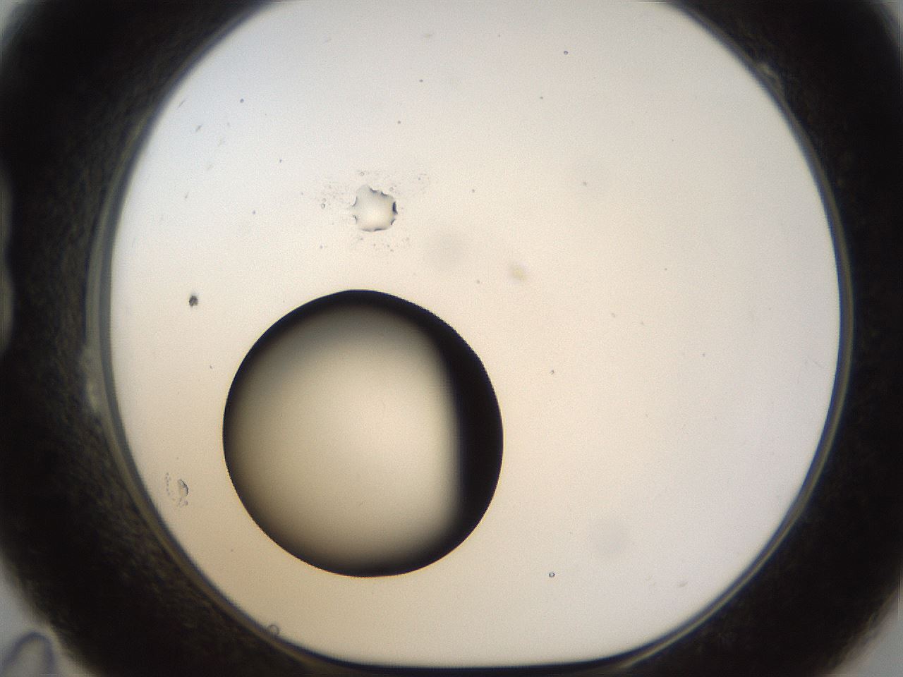 folderID26_plateID1026_batchID1896_wellNum23_profileID1_d1_r43674_ef.jpg