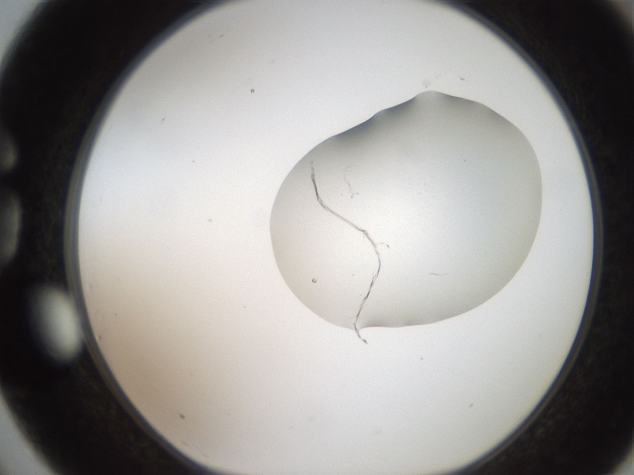 folderID269_plateID2269_batchID10706_wellNum75_profileID1_d1_r158418_ef.jpg