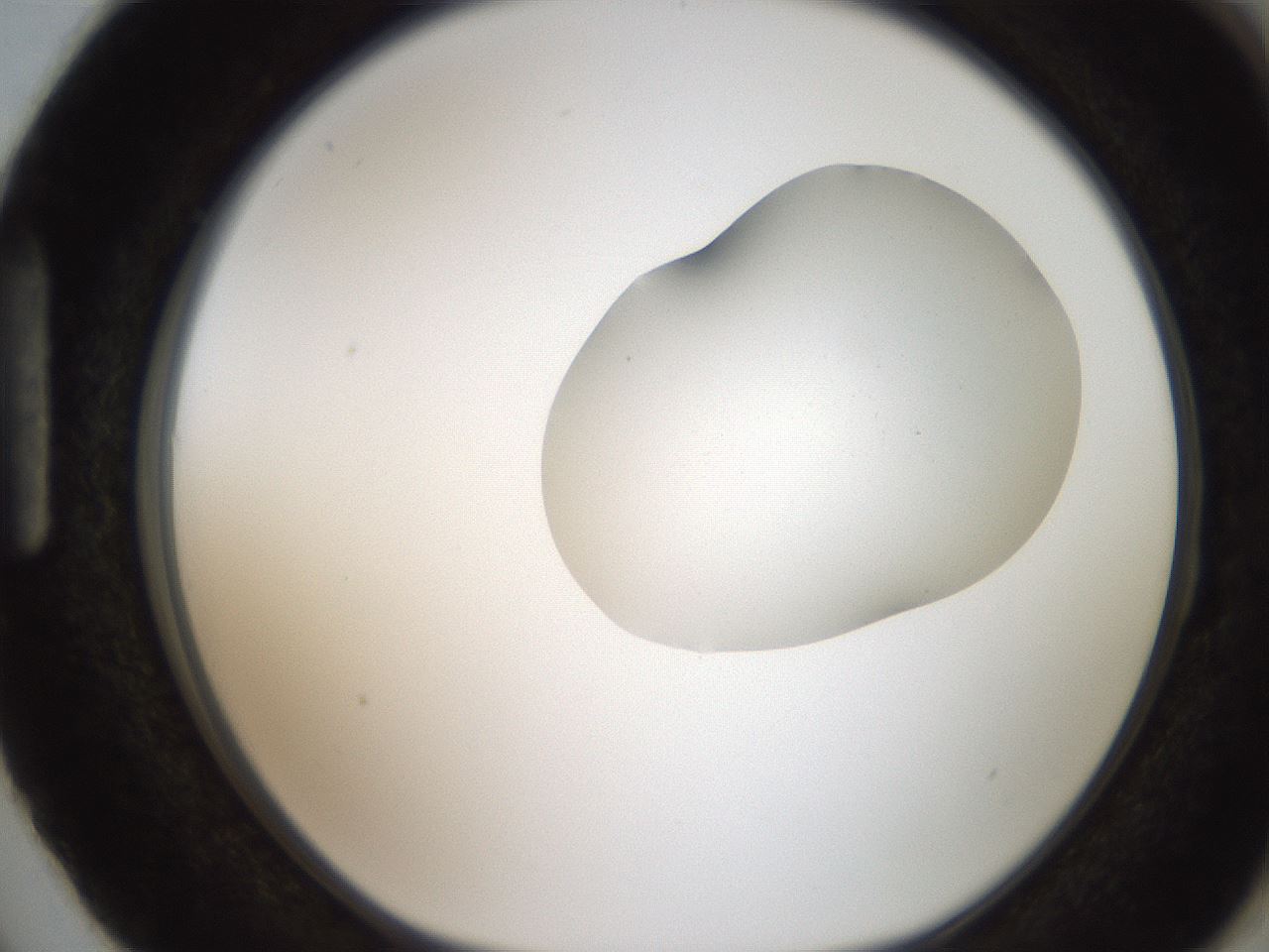 folderID269_plateID2269_batchID10706_wellNum87_profileID1_d1_r158430_ef.jpg