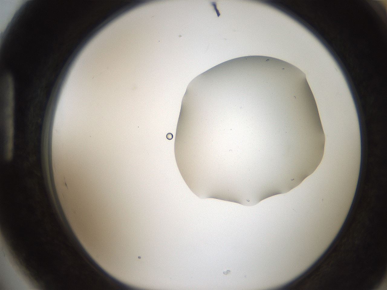 folderID269_plateID2269_batchID10706_wellNum89_profileID1_d1_r158432_ef.jpg