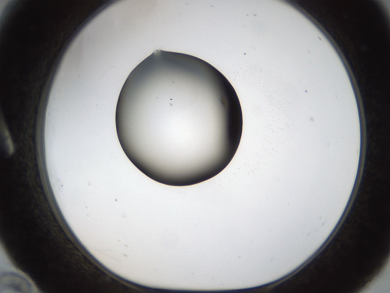 folderID26_plateID1026_batchID1896_wellNum10_profileID1_d1_r43661_ef.jpg