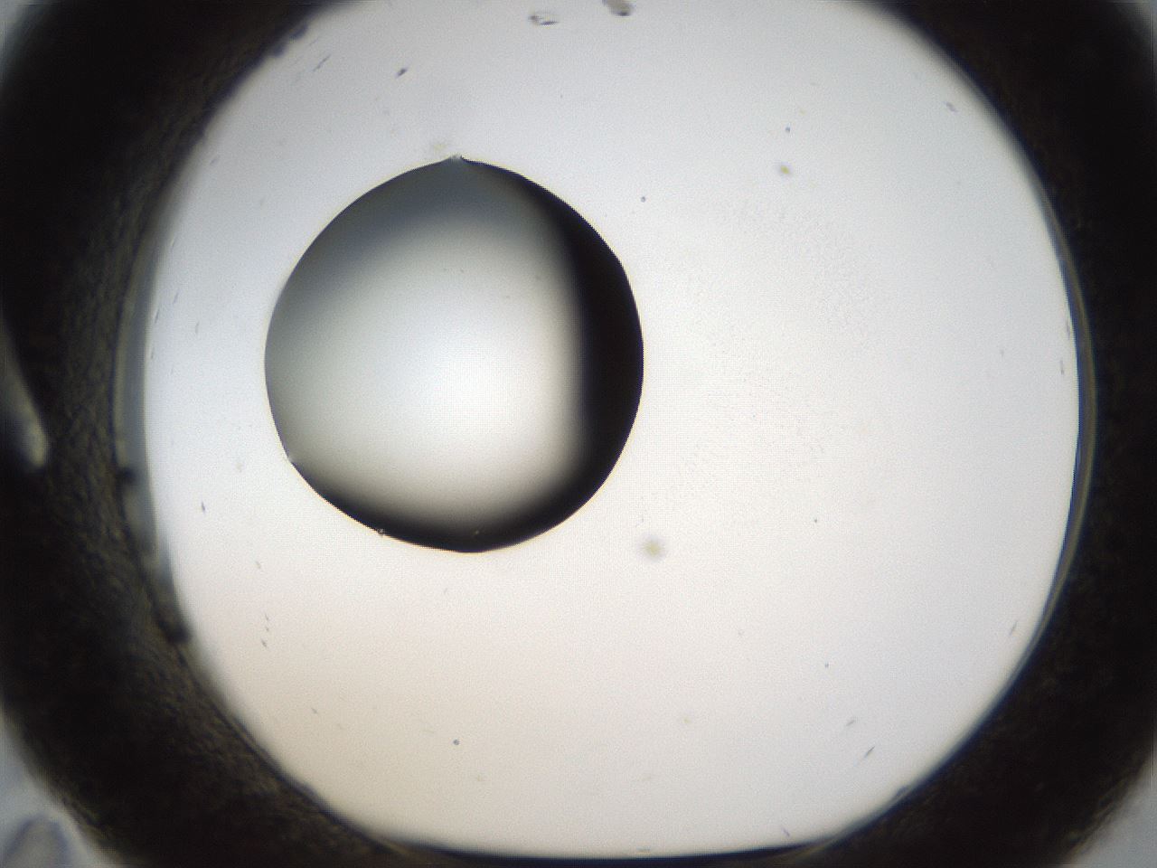 folderID26_plateID1026_batchID1896_wellNum11_profileID1_d1_r43662_ef.jpg