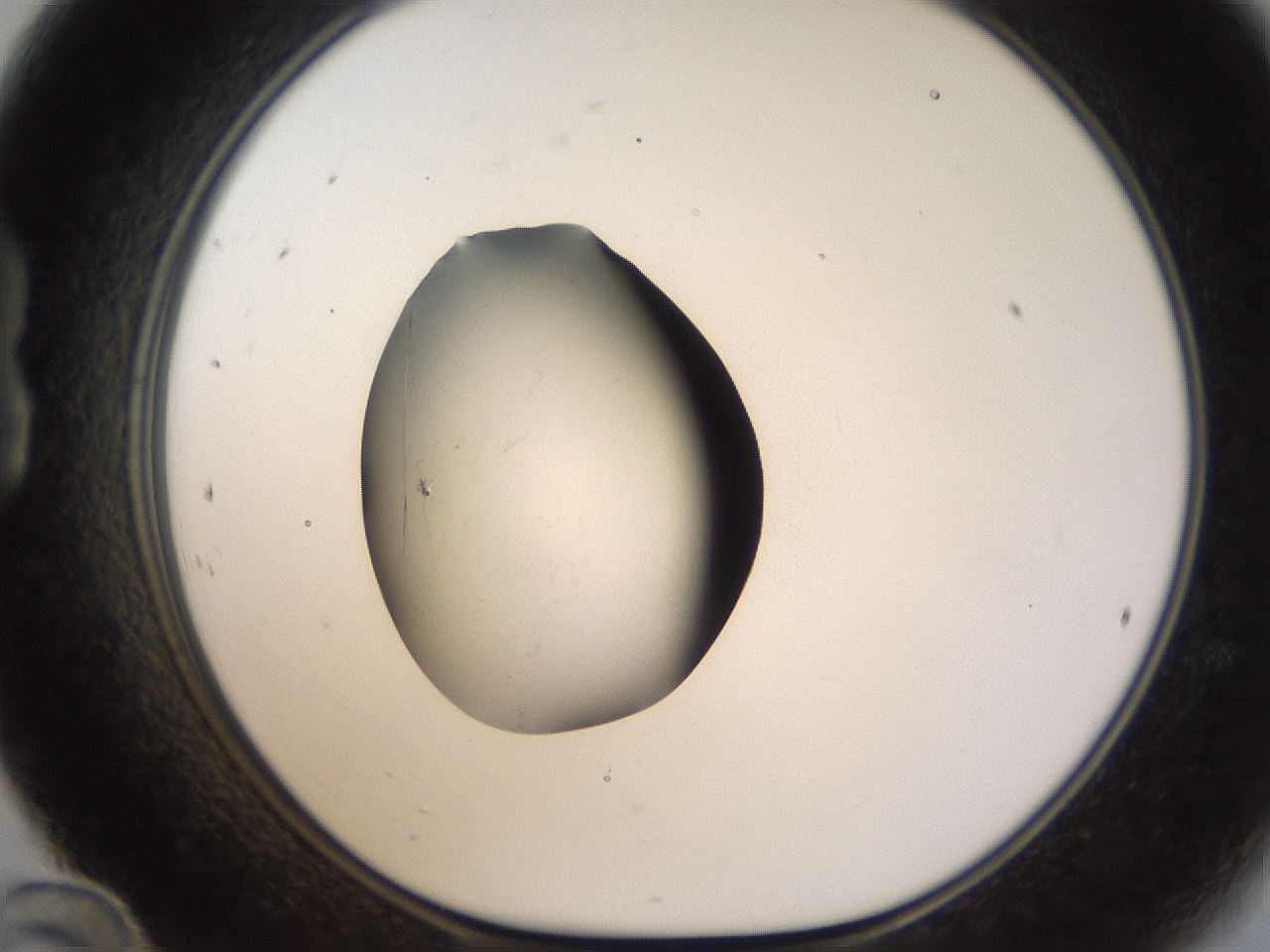 folderID26_plateID1026_batchID1896_wellNum24_profileID1_d1_r43675_ef.jpg