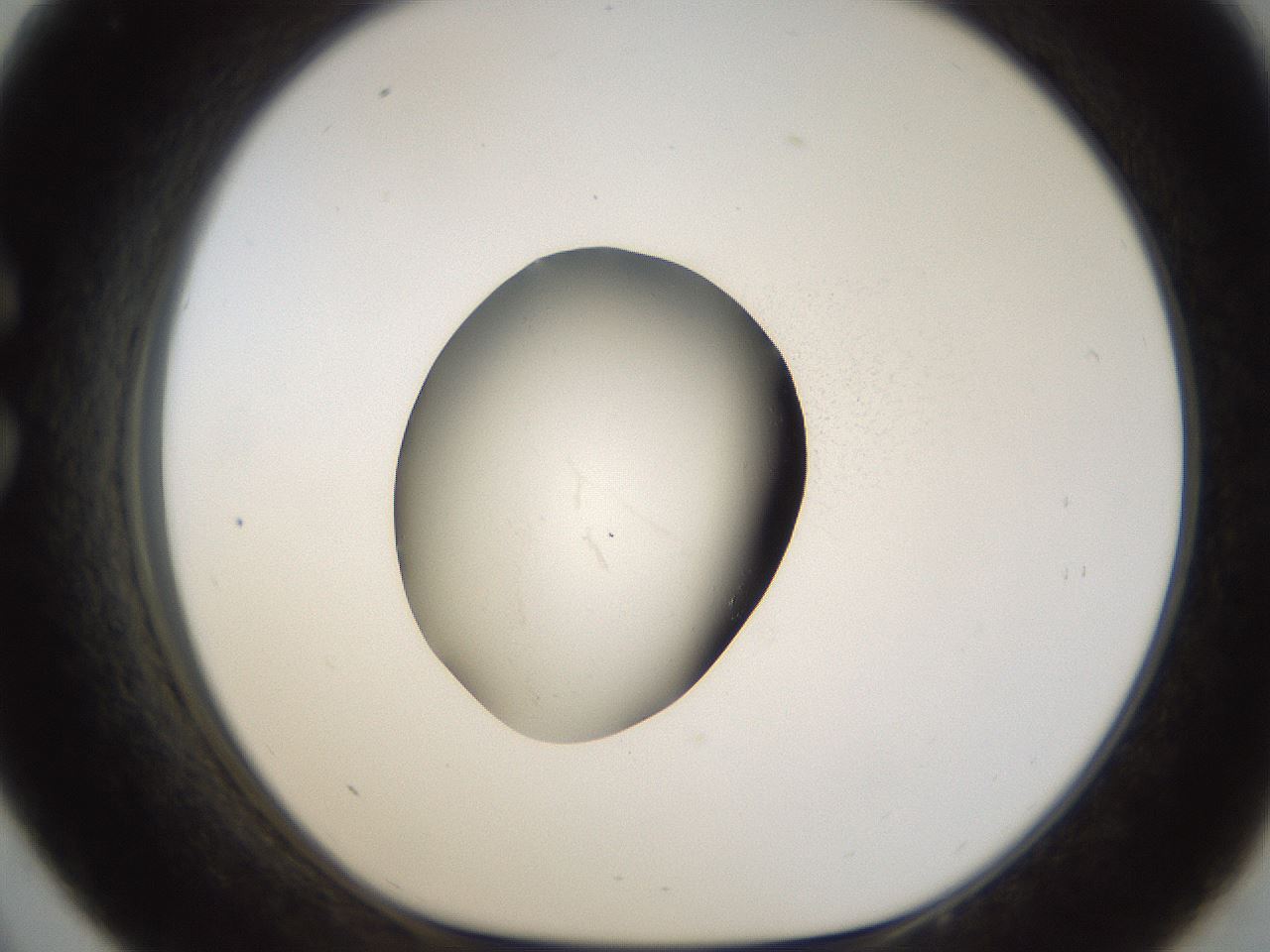 folderID26_plateID1026_batchID1896_wellNum33_profileID1_d1_r43684_ef.jpg