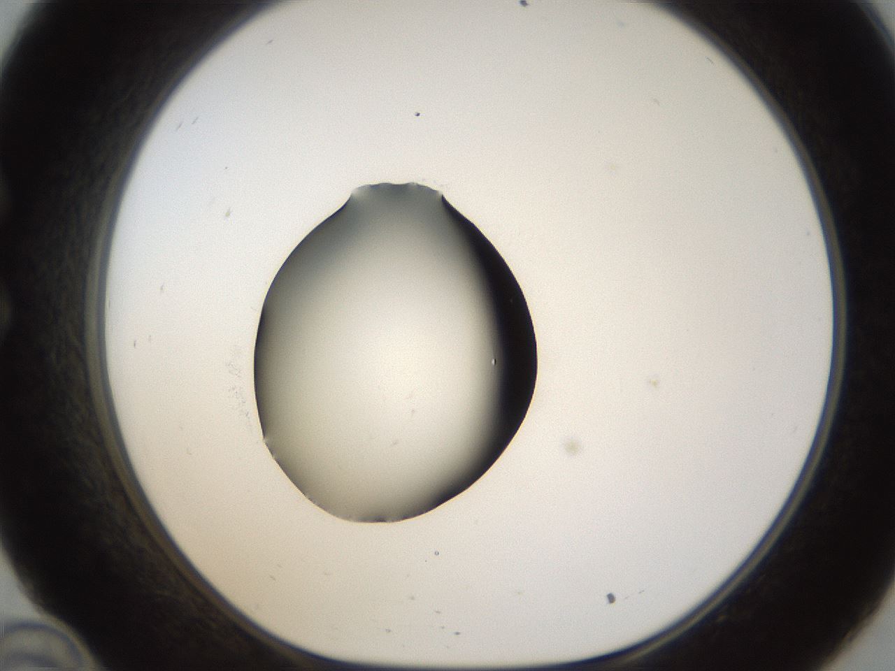folderID26_plateID1026_batchID1896_wellNum34_profileID1_d1_r43685_ef.jpg