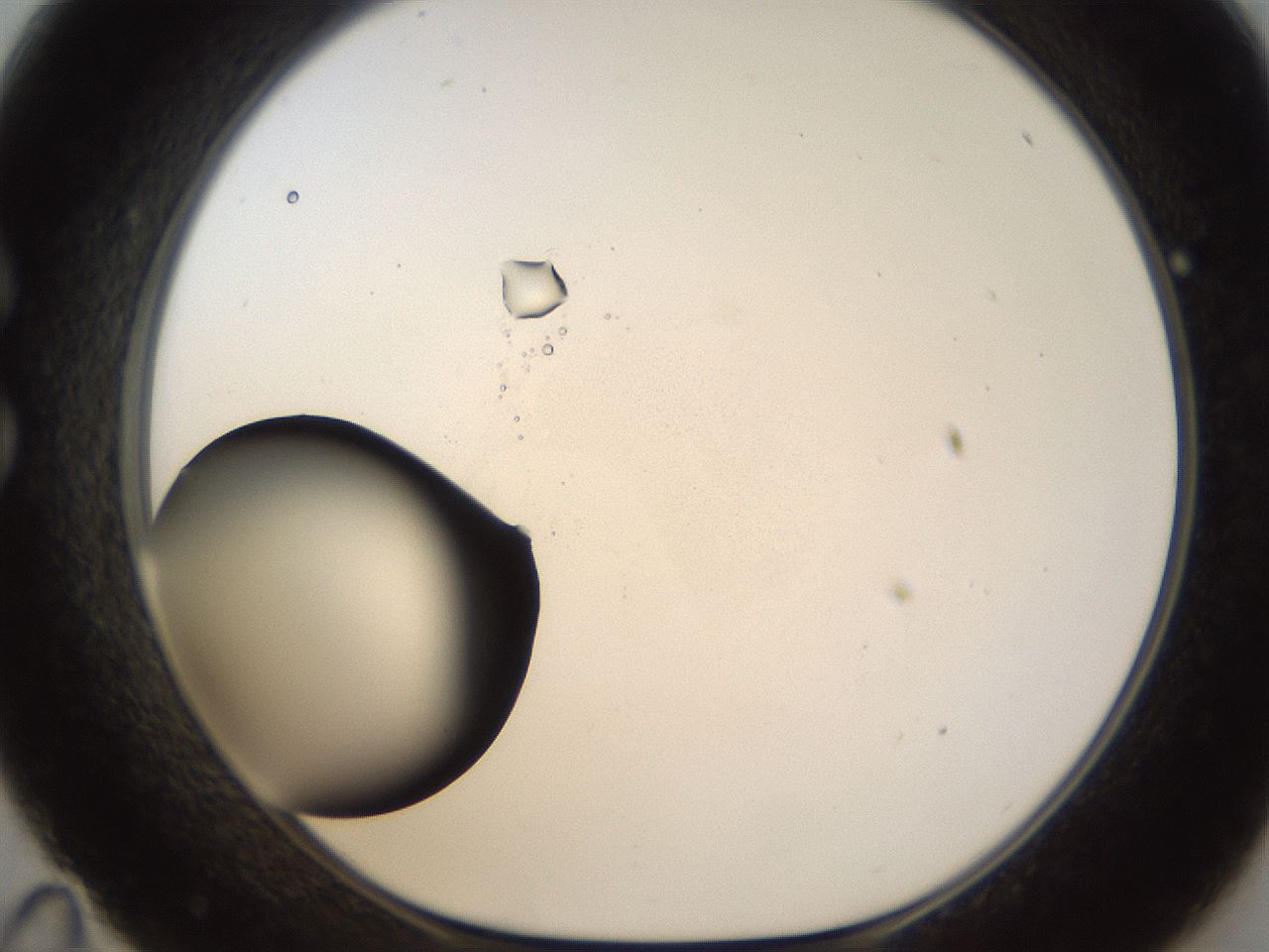 folderID26_plateID1026_batchID1896_wellNum35_profileID1_d1_r43686_ef.jpg