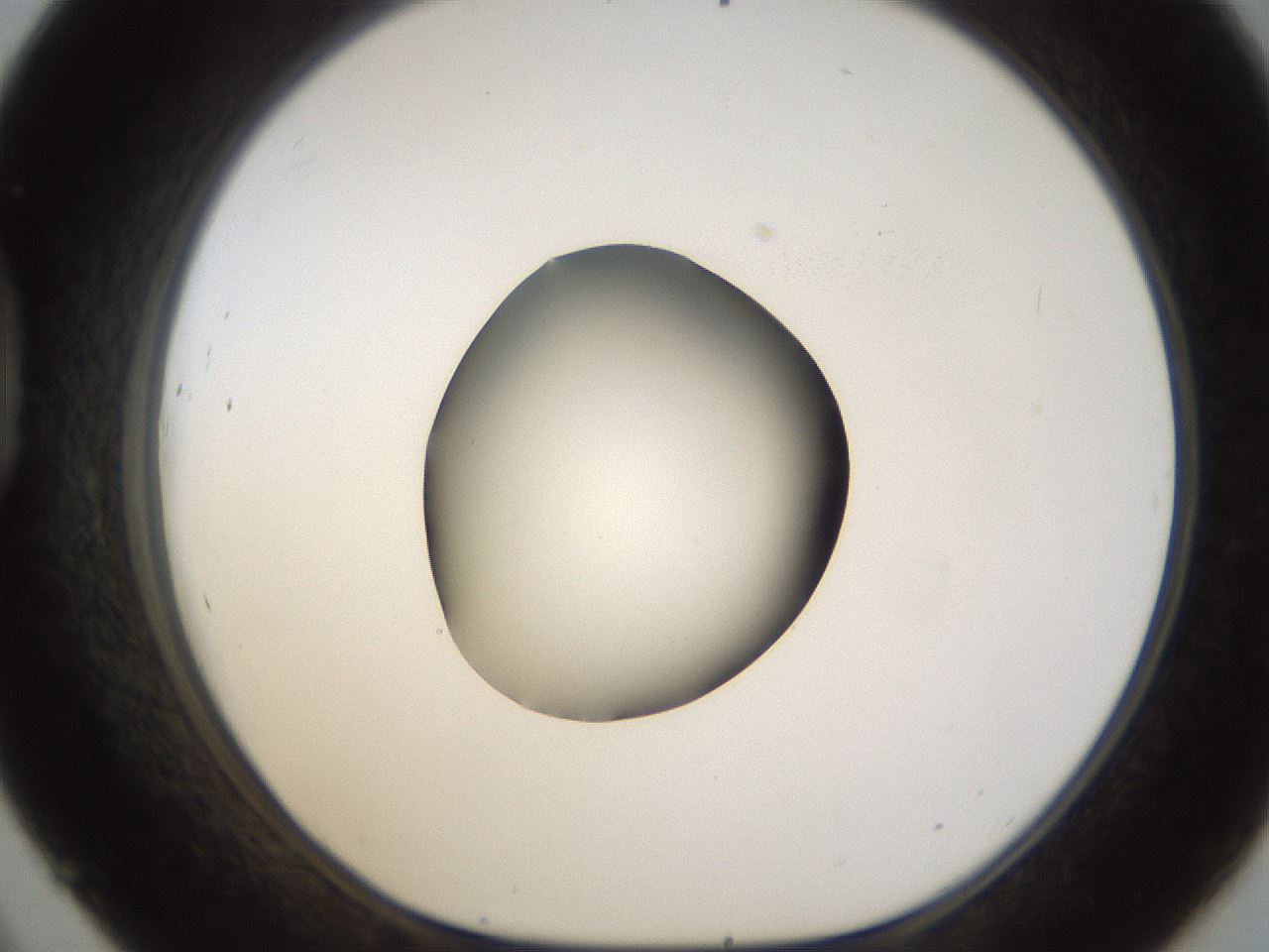folderID26_plateID1026_batchID1896_wellNum45_profileID1_d1_r43696_ef.jpg