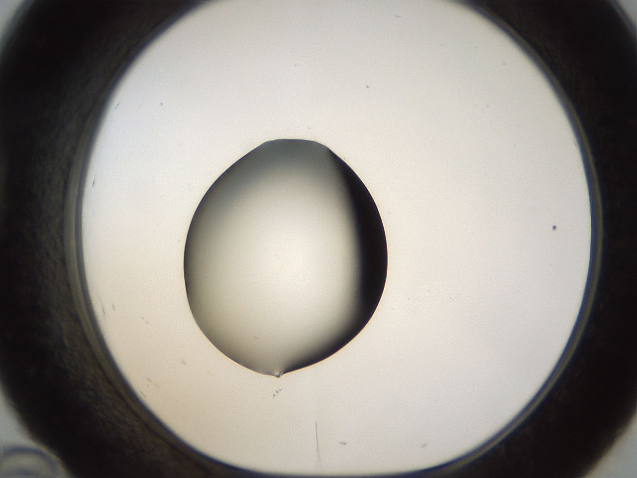 folderID26_plateID1026_batchID1896_wellNum46_profileID1_d1_r43697_ef.jpg