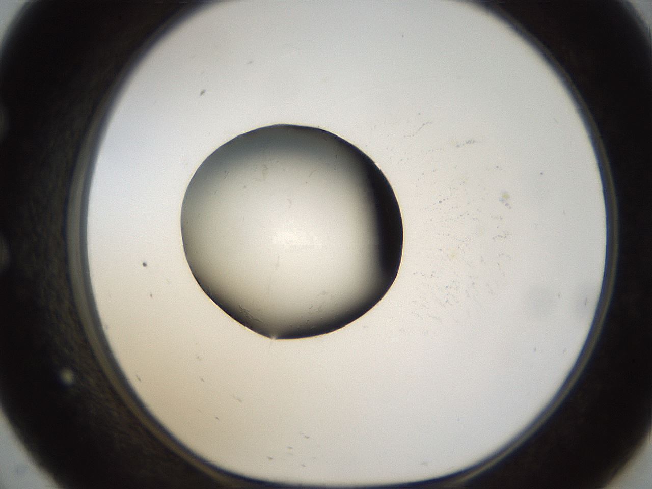 folderID26_plateID1026_batchID1896_wellNum57_profileID1_d1_r43708_ef.jpg
