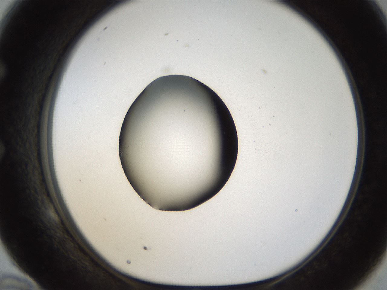 folderID26_plateID1026_batchID1896_wellNum58_profileID1_d1_r43709_ef.jpg