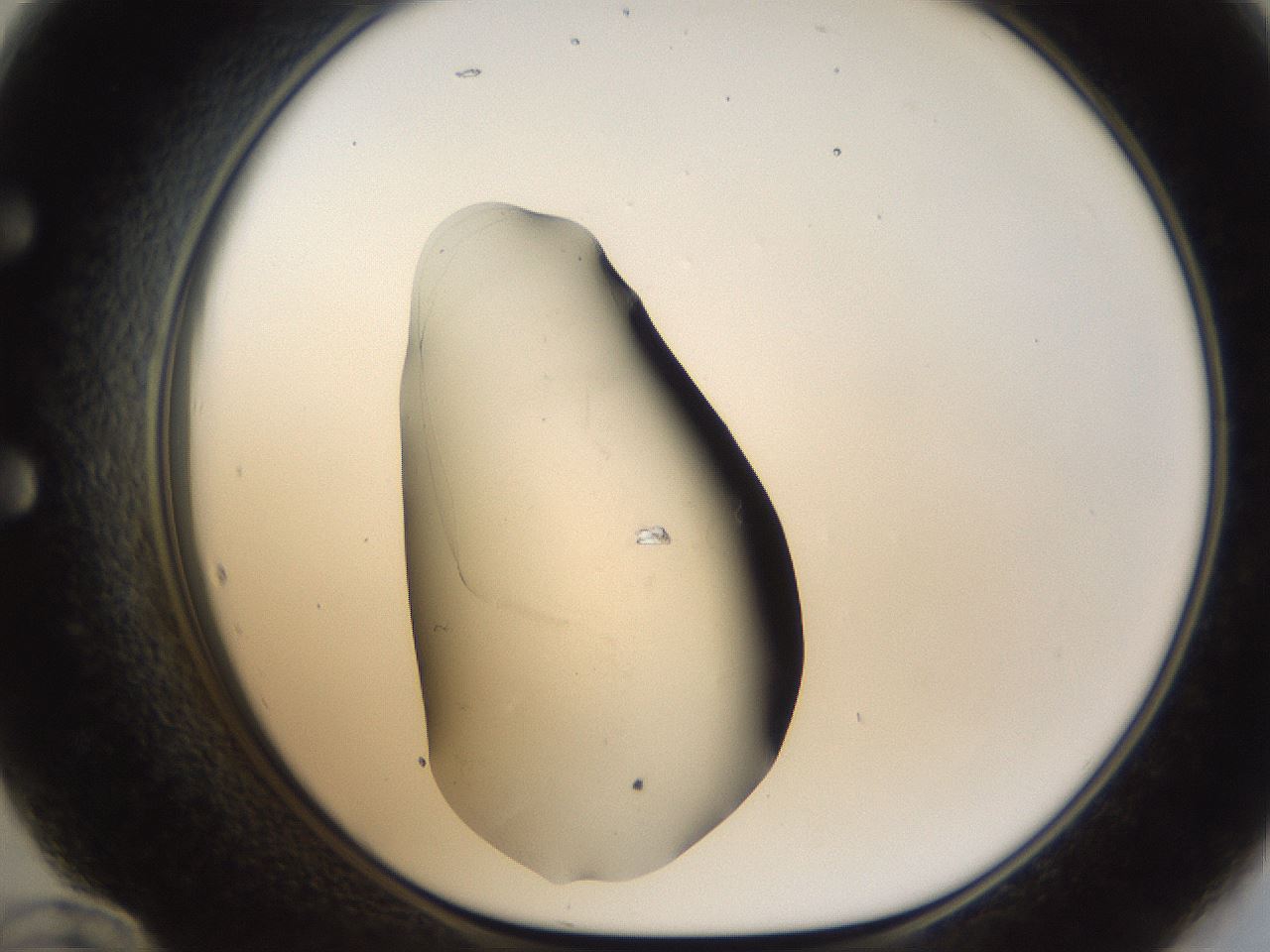 folderID26_plateID1026_batchID1896_wellNum60_profileID1_d1_r43711_ef.jpg