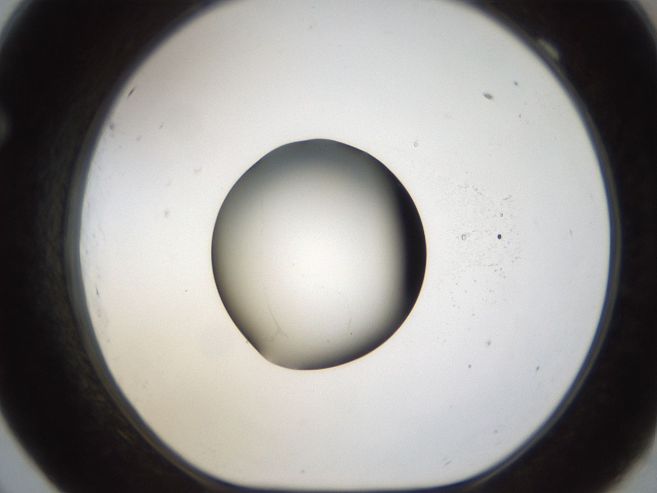 folderID26_plateID1026_batchID1896_wellNum69_profileID1_d1_r43720_ef.jpg