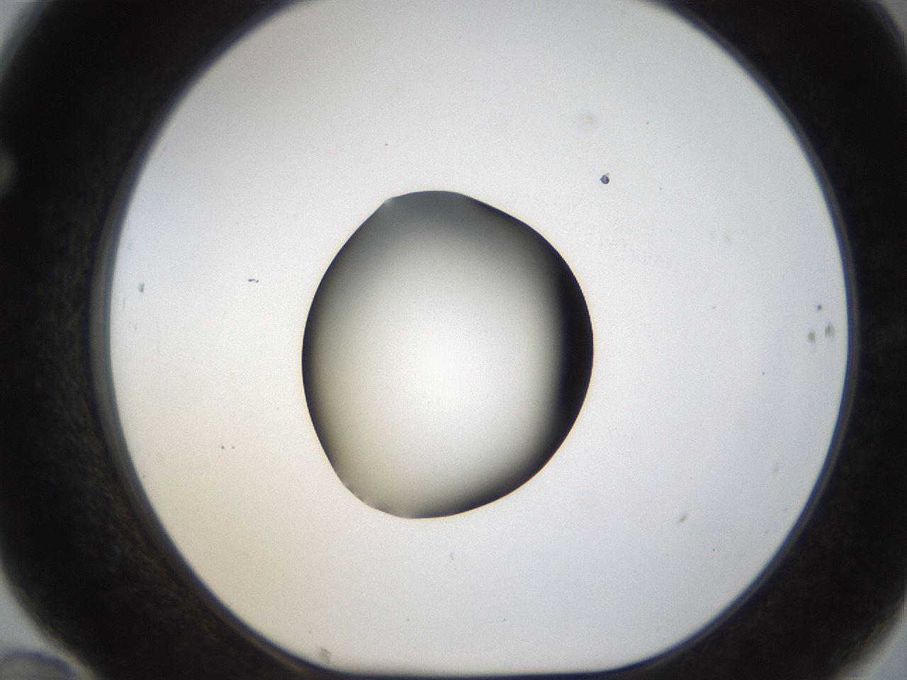 folderID26_plateID1026_batchID1896_wellNum70_profileID1_d1_r43721_ef.jpg