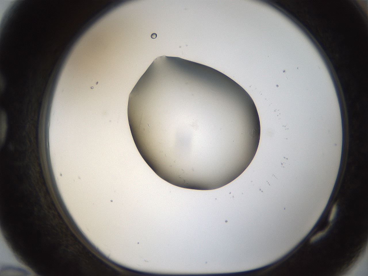 folderID26_plateID1026_batchID1896_wellNum82_profileID1_d1_r43733_ef.jpg