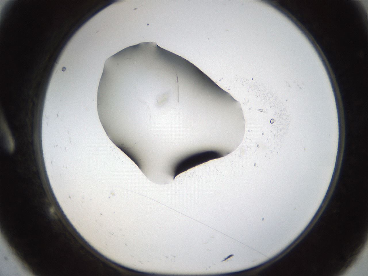 folderID26_plateID1026_batchID1896_wellNum9_profileID1_d1_r43660_ef.jpg