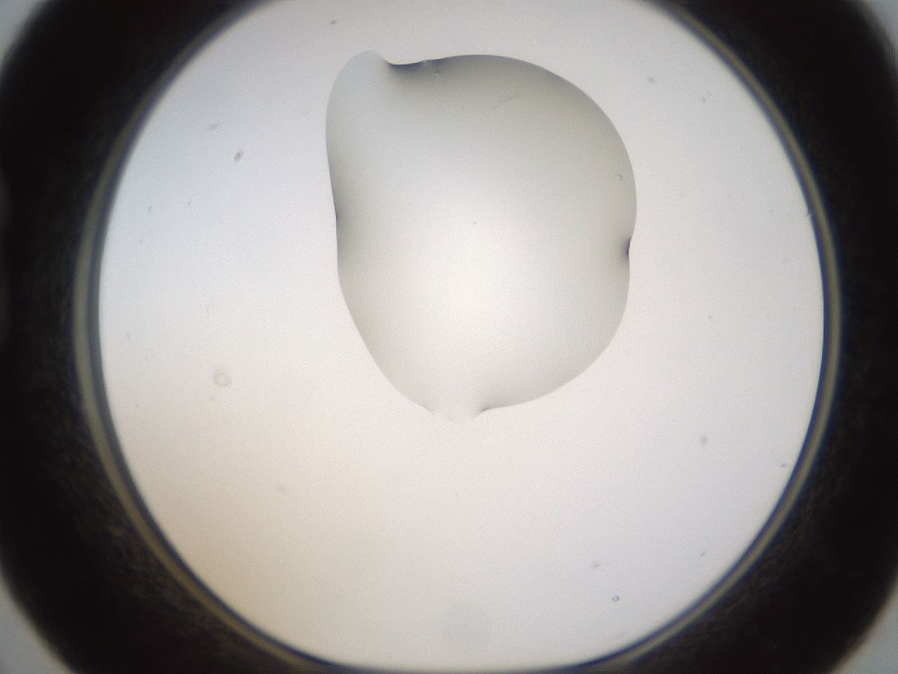 folderID270_plateID1270_batchID4167_wellNum21_profileID1_d1_r73760_ef.jpg