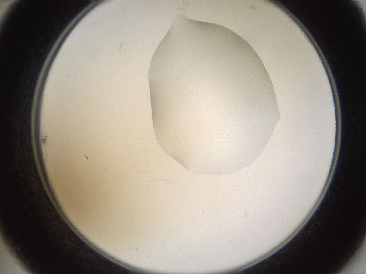 folderID270_plateID1270_batchID4167_wellNum22_profileID1_d2_r73763_ef.jpg