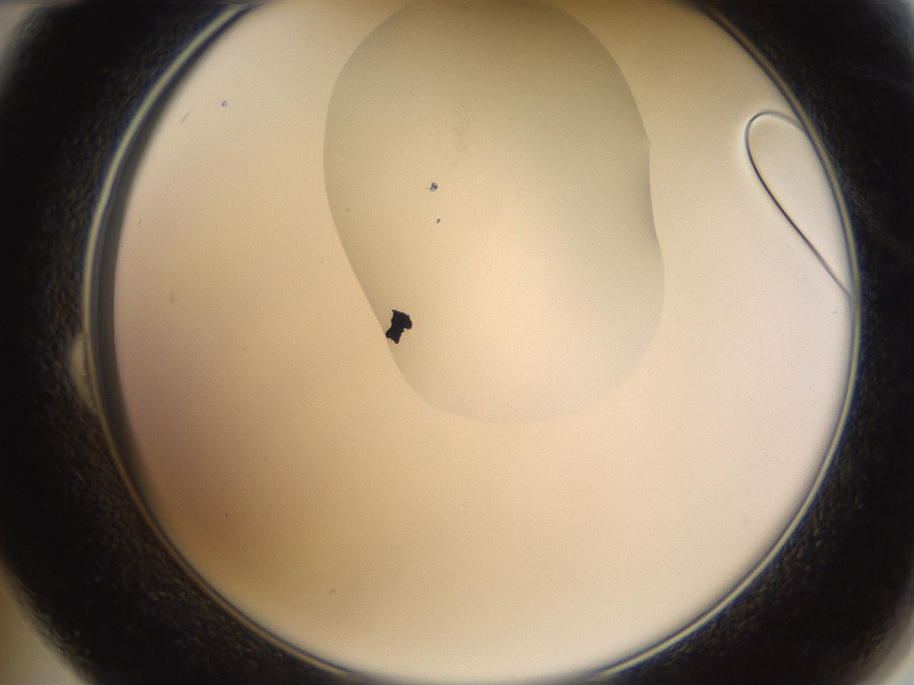 folderID270_plateID1270_batchID4167_wellNum24_profileID1_d2_r73767_ef.jpg