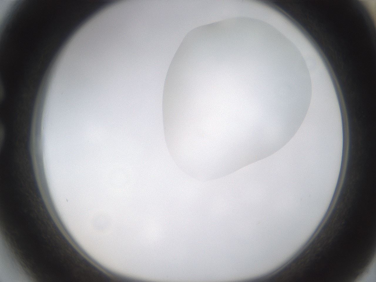 folderID270_plateID1270_batchID4167_wellNum27_profileID1_d1_r73772_ef.jpg