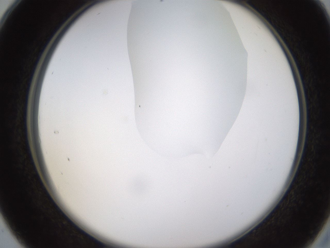 folderID270_plateID1270_batchID4167_wellNum28_profileID1_d2_r73775_ef.jpg