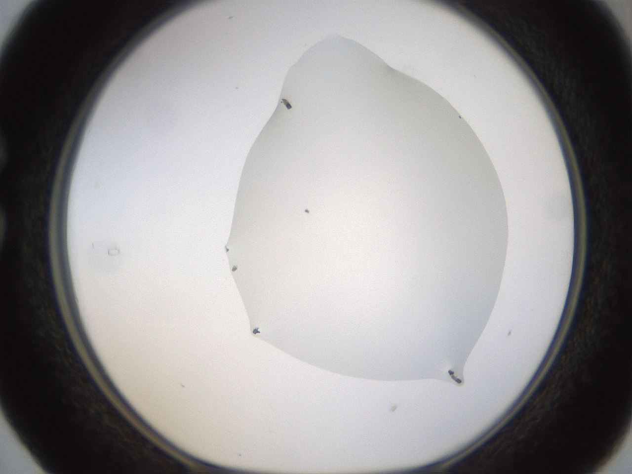 folderID270_plateID1270_batchID4167_wellNum29_profileID1_d1_r73776_ef.jpg