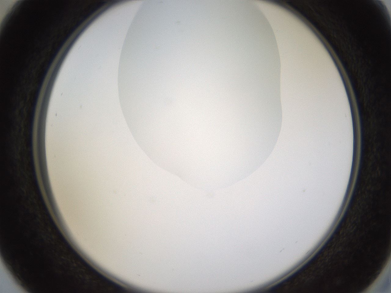 folderID270_plateID1270_batchID4167_wellNum29_profileID1_d2_r73777_ef.jpg