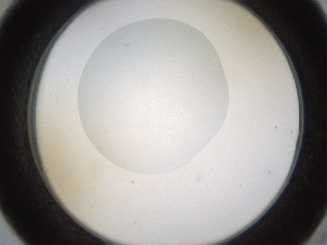 folderID270_plateID1270_batchID4167_wellNum30_profileID1_d2_r73779_ef.jpg
