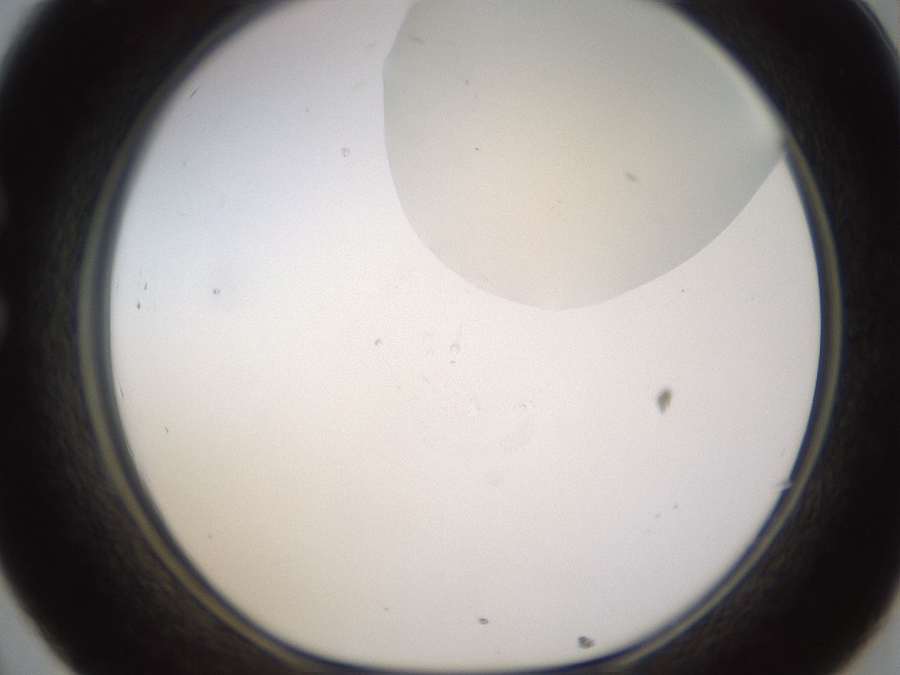 folderID270_plateID1270_batchID4167_wellNum32_profileID1_d1_r73782_ef.jpg