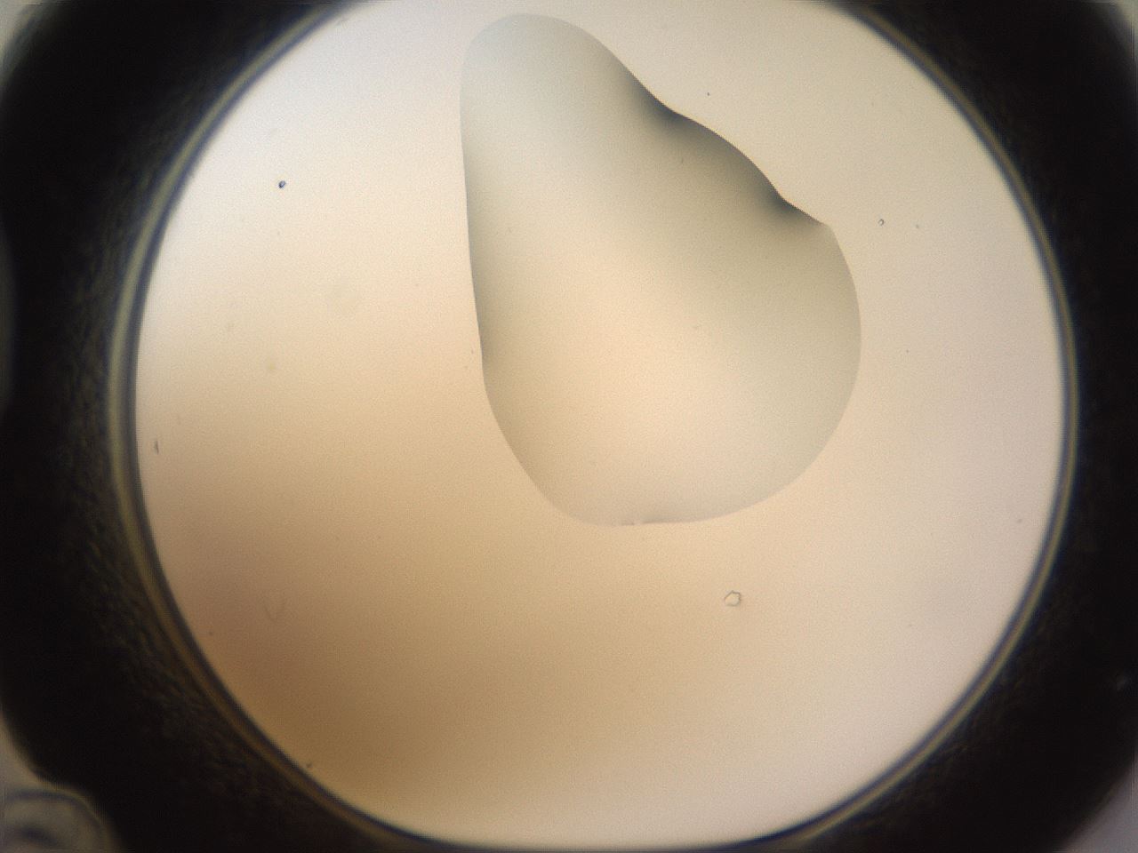 folderID270_plateID1270_batchID4167_wellNum48_profileID1_d1_r73814_ef.jpg