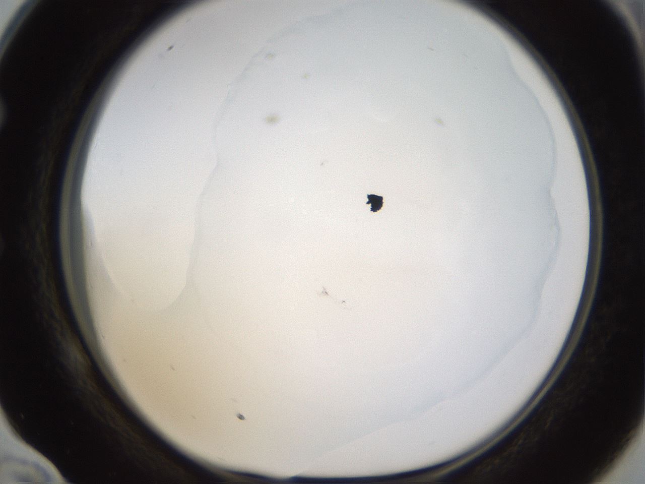 folderID270_plateID1270_batchID4167_wellNum58_profileID1_d1_r73834_ef.jpg