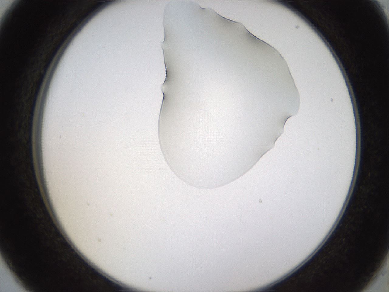 folderID270_plateID1270_batchID4167_wellNum5_profileID1_d2_r73729_ef.jpg