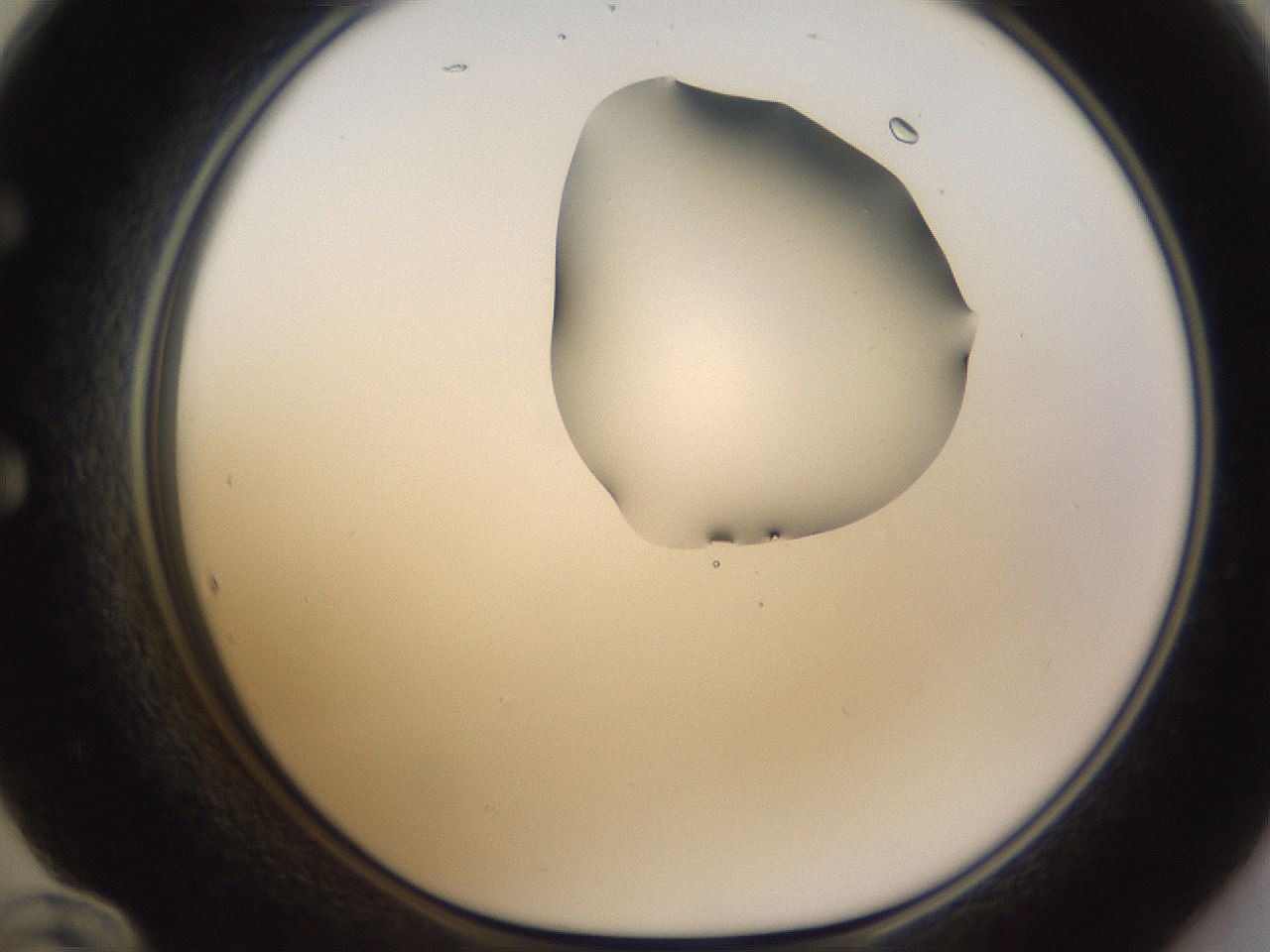 folderID270_plateID1270_batchID4167_wellNum60_profileID1_d1_r73838_ef.jpg