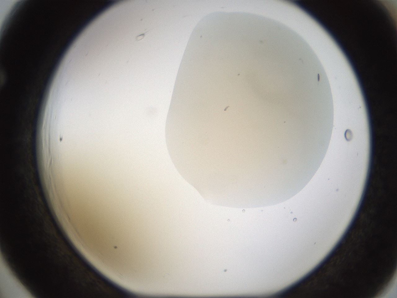 folderID270_plateID1270_batchID4167_wellNum66_profileID1_d1_r73850_ef.jpg