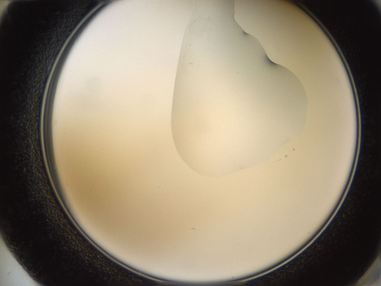 folderID270_plateID1270_batchID4167_wellNum72_profileID1_d2_r73863_ef.jpg