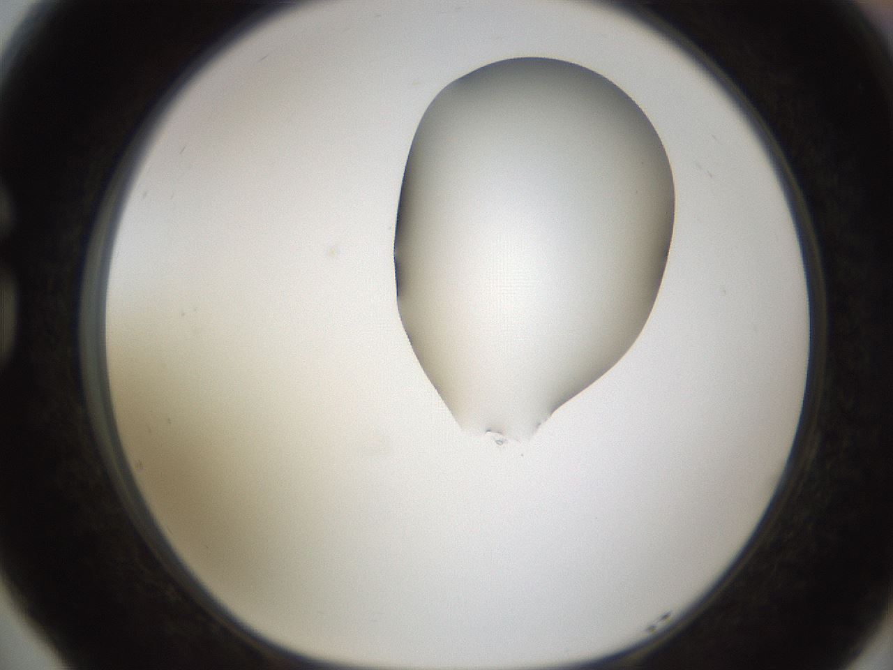 folderID270_plateID1270_batchID4167_wellNum77_profileID1_d1_r73872_ef.jpg
